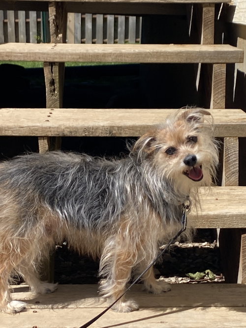 Freddy, an adoptable Yorkshire Terrier Yorkie in Hillsboro, MO