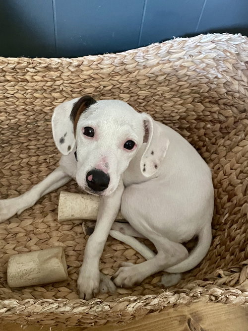 picture of the dog needing adoption