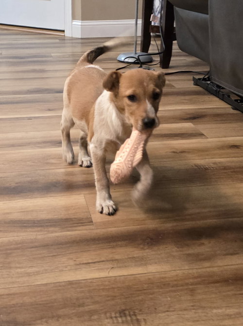 picture of the dog needing adoption