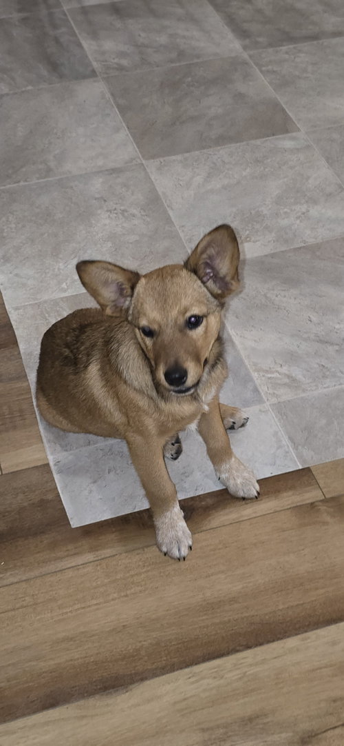 picture of the dog needing adoption