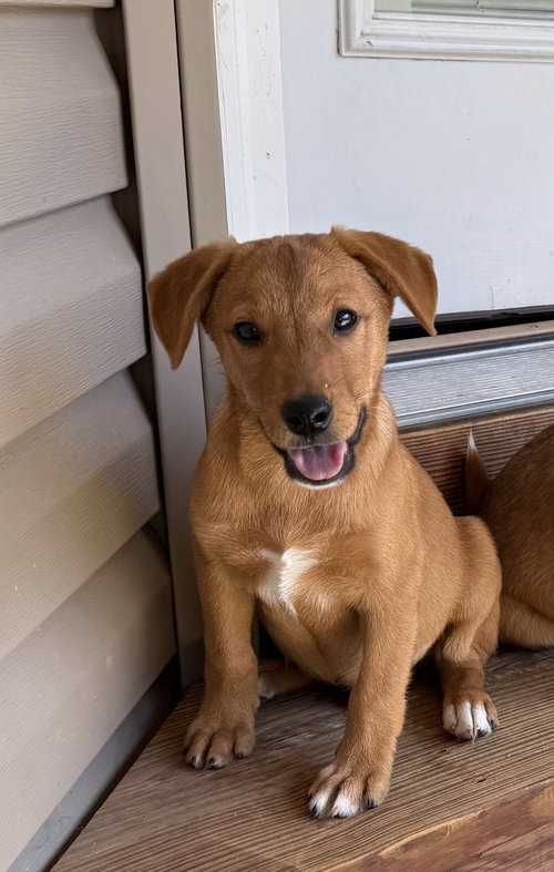 picture of the dog needing adoption