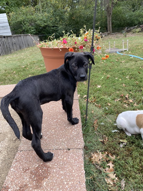 picture of the dog needing adoption