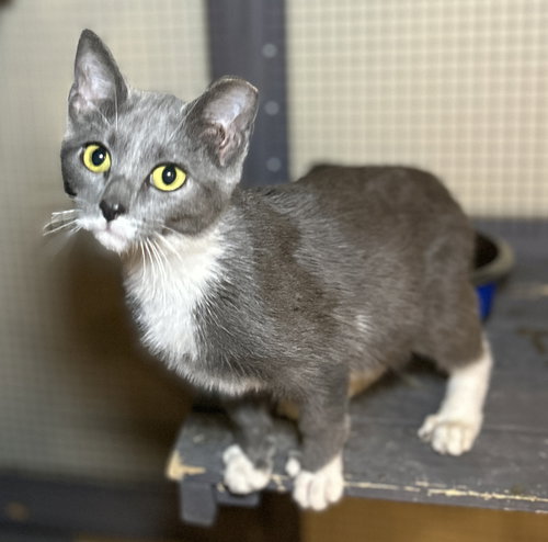 picture of the cat needing adoption