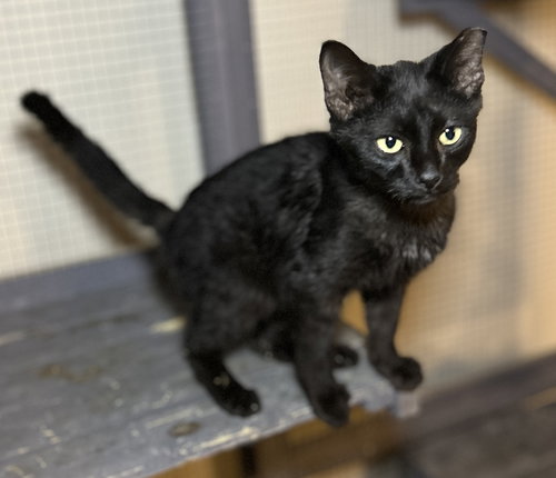 picture of the cat needing adoption