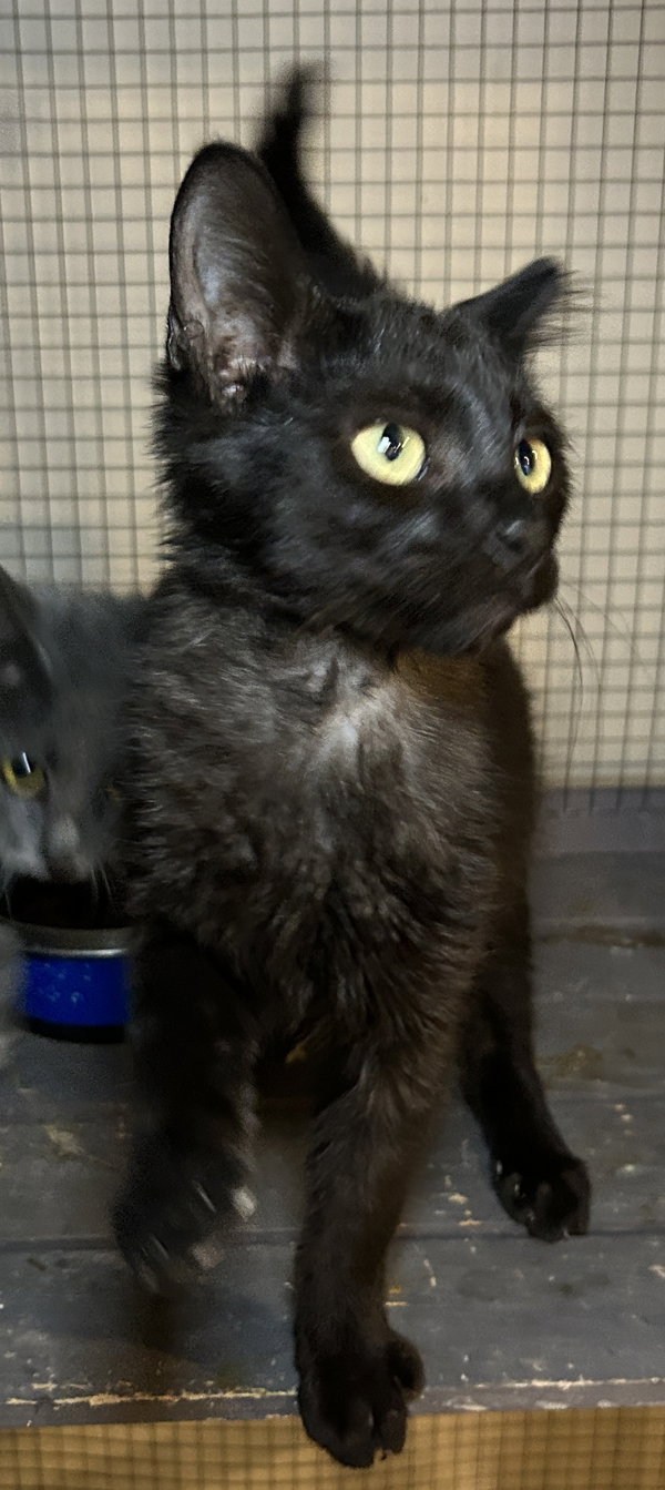 Onyx