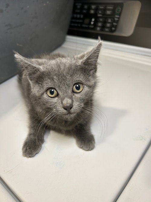 picture of the cat needing adoption