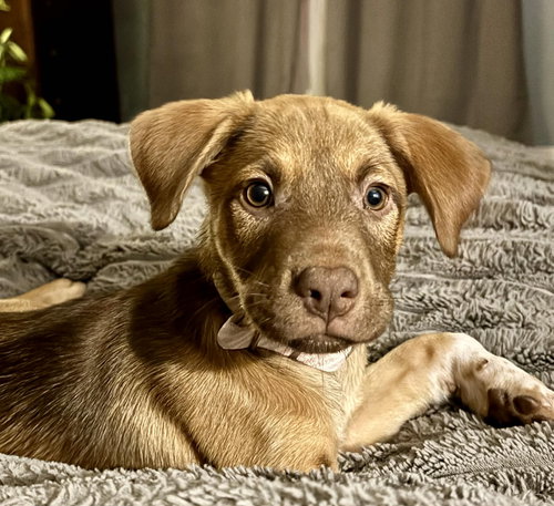 picture of the dog needing adoption