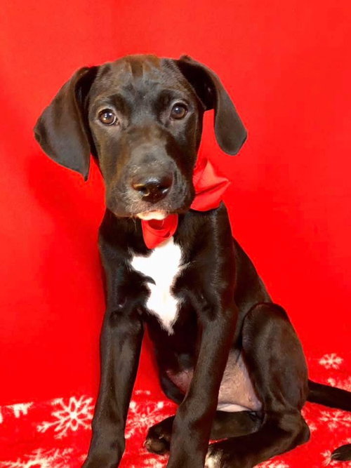 picture of the dog needing adoption