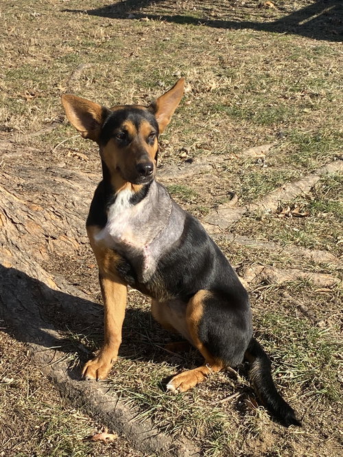 picture of the dog needing adoption