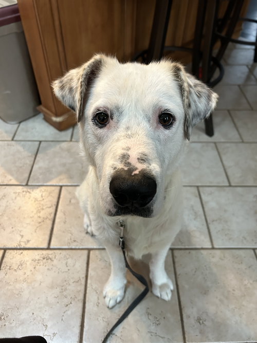 picture of the dog needing adoption