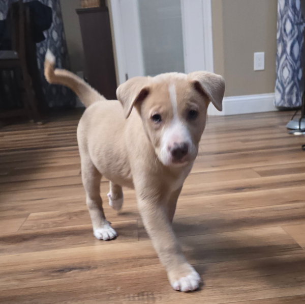 Charlie