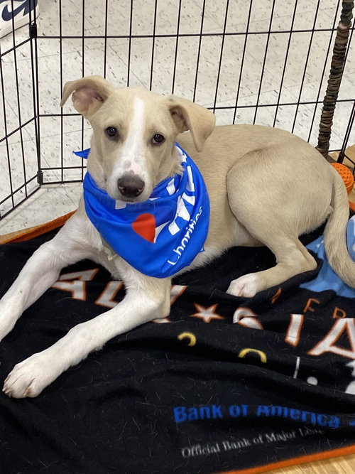Skeeter, an adoptable Terrier in Hillsboro, MO