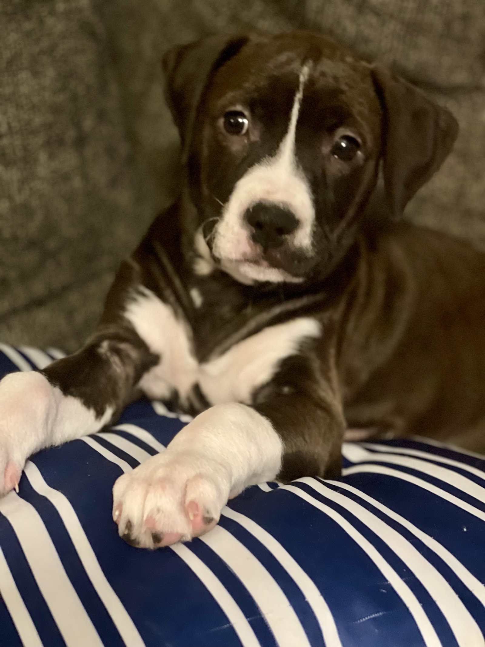 Frankie