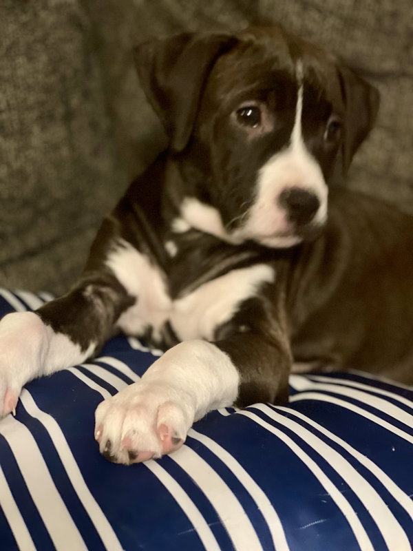 Frankie