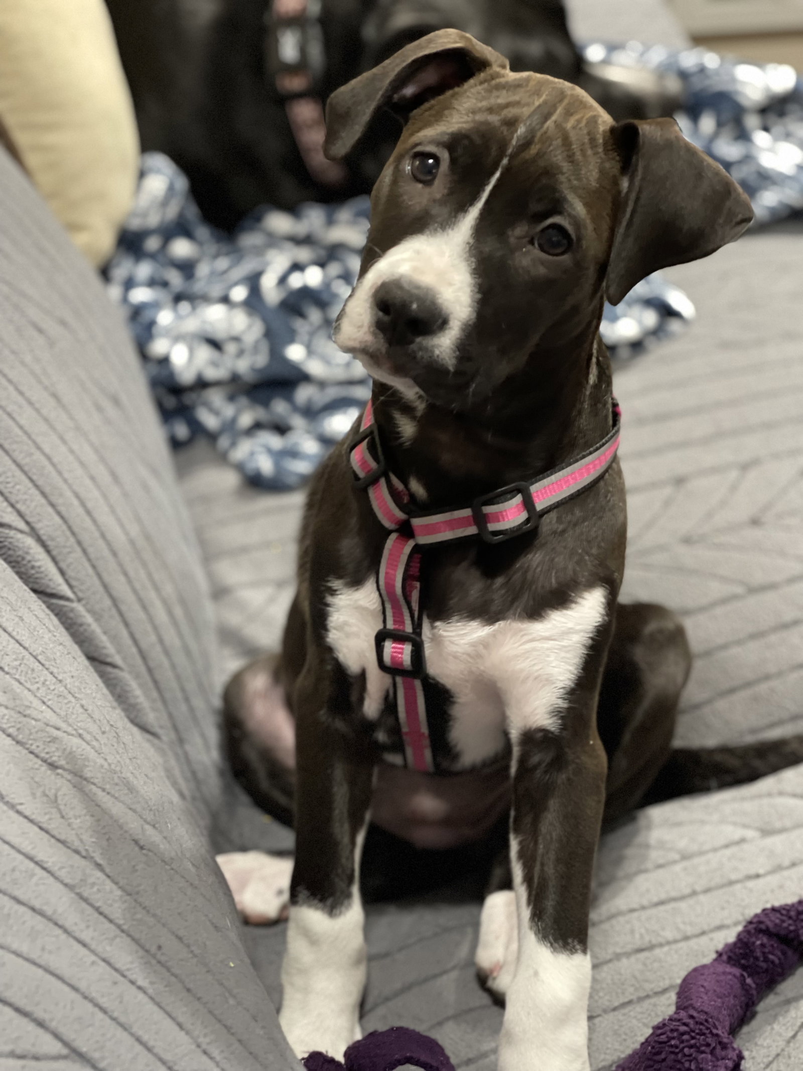 Pit Bull