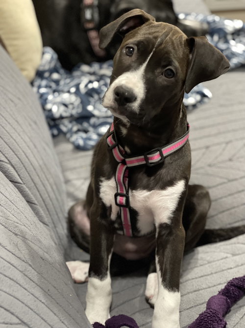 Frankie, an adoptable Pit Bull Terrier in Hillsboro, MO