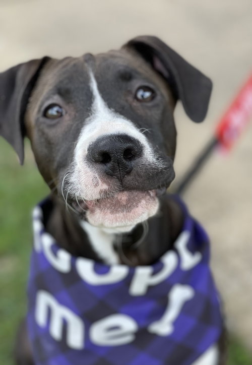 Frankie, an adoptable Pit Bull Terrier in Hillsboro, MO