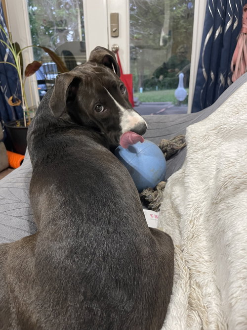 Frankie, an adoptable Pit Bull Terrier in Hillsboro, MO