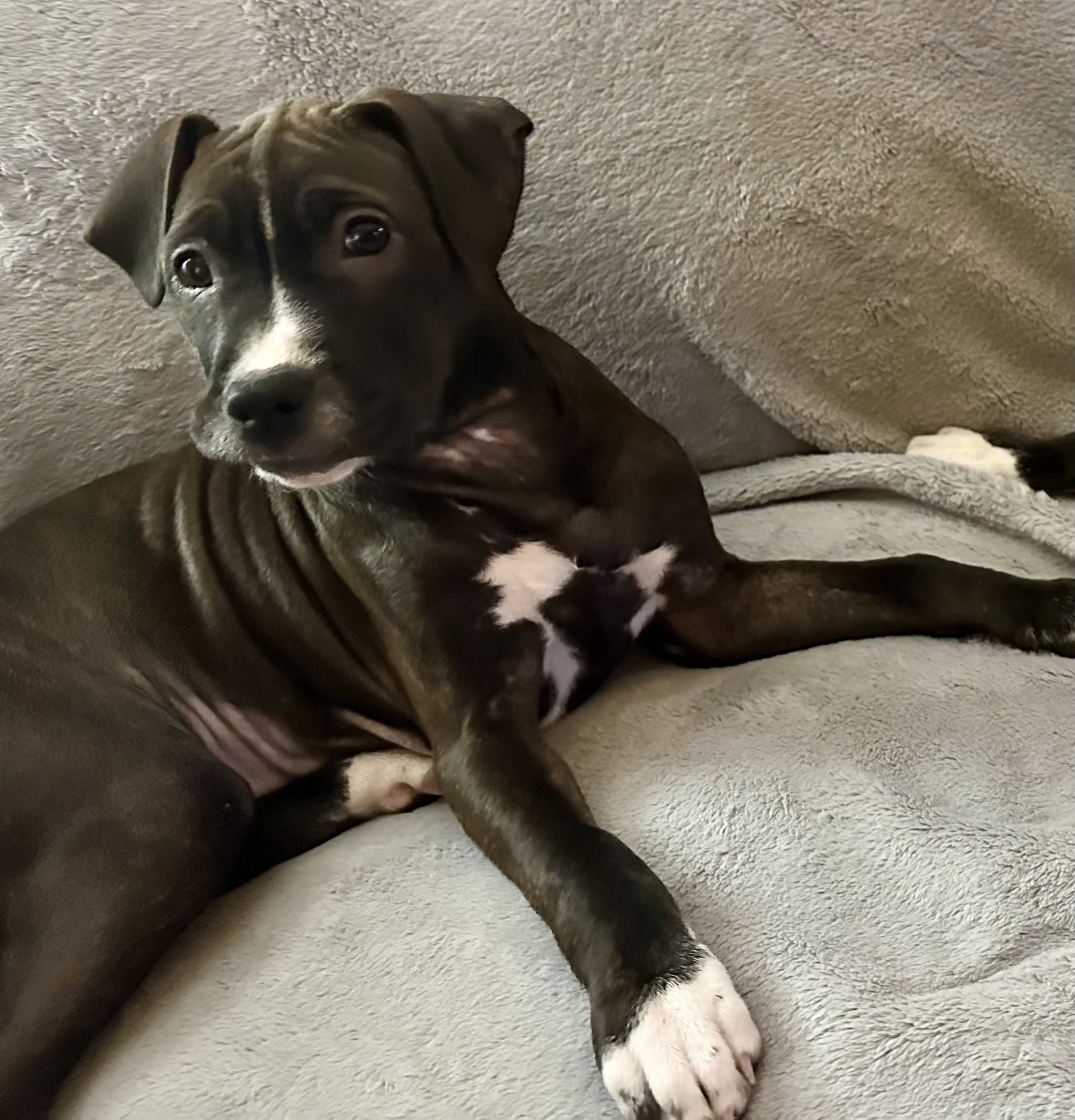 Pit Bull