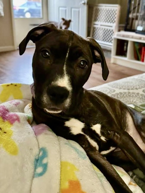 Tiramisu, an adoptable Pit Bull Terrier in Hillsboro, MO