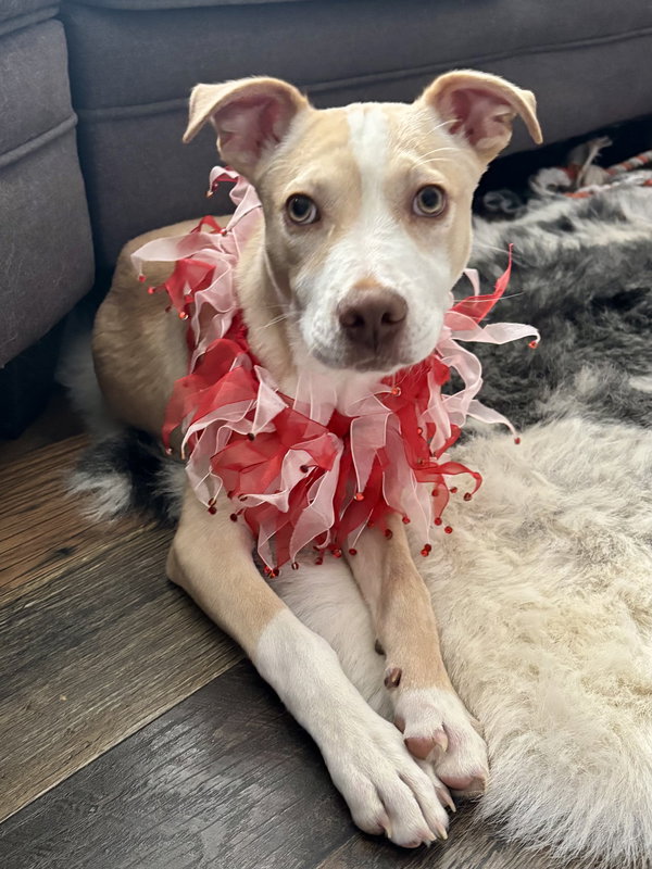 Penelope