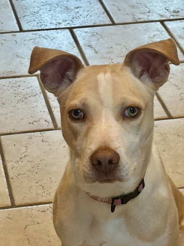 Penelope