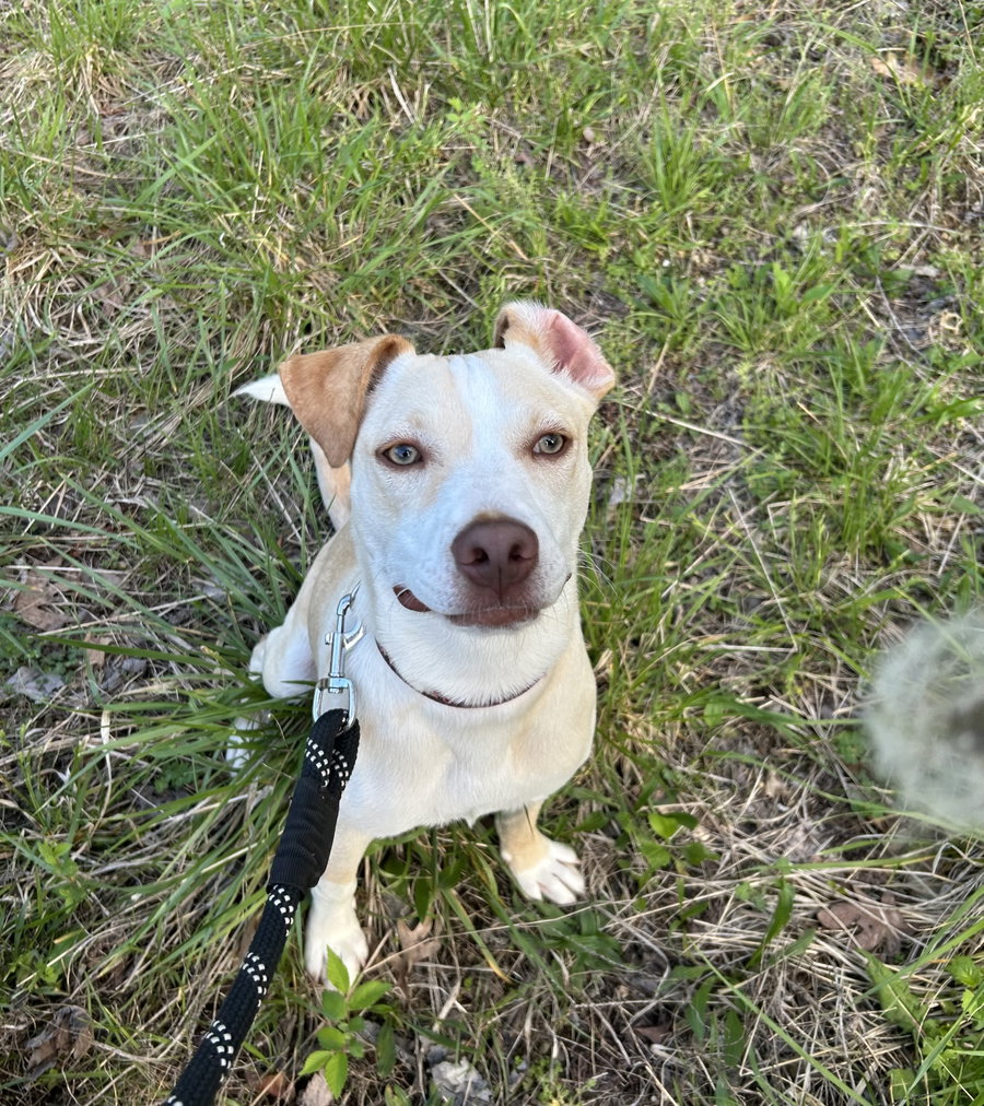 Penelope
