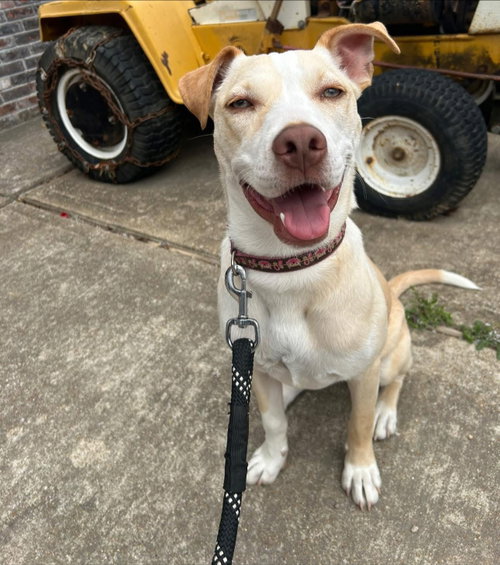 Penelope, an adoptable Carolina Dog in Hillsboro, MO