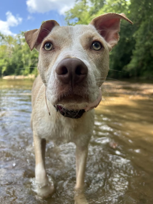 Penelope