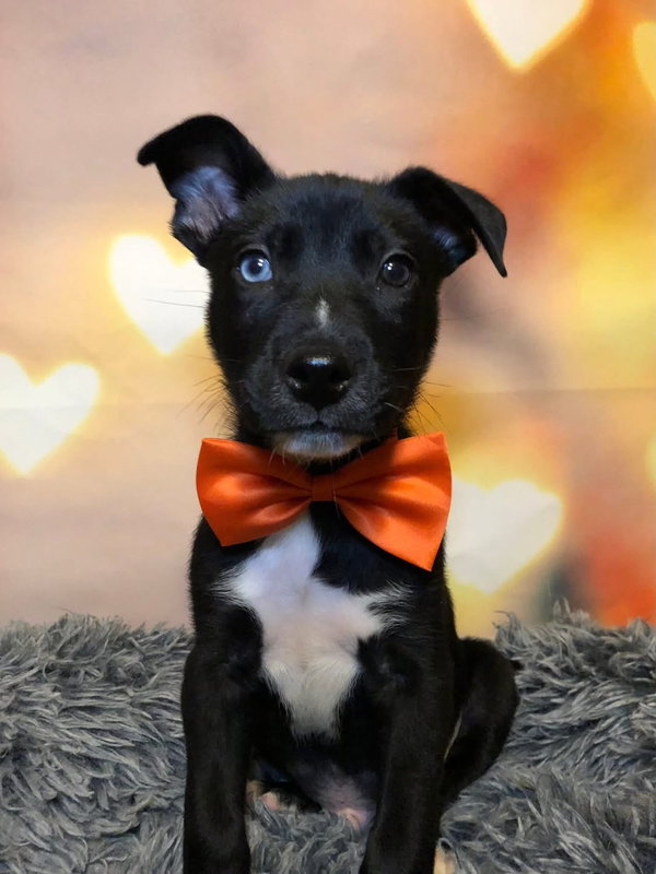 Tux