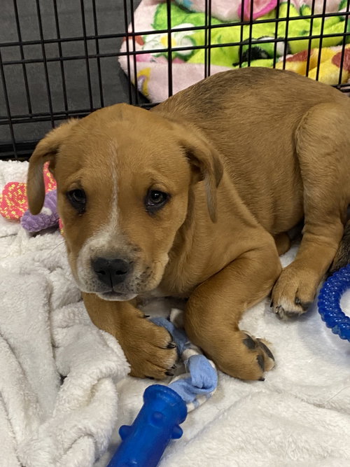 picture of the dog needing adoption