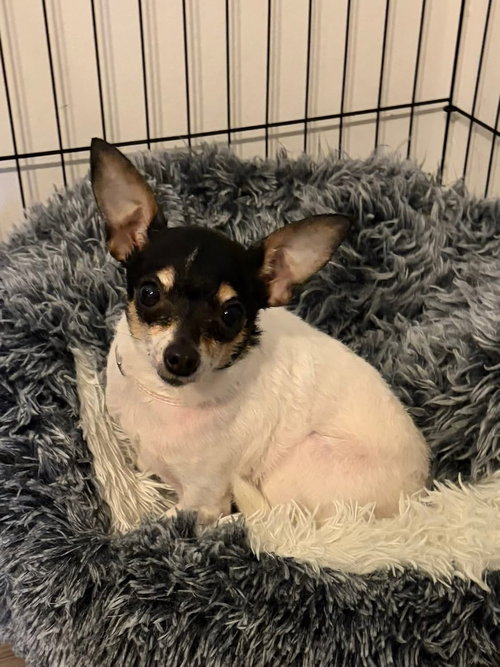 Tia, an adoptable Chihuahua in Hillsboro, MO