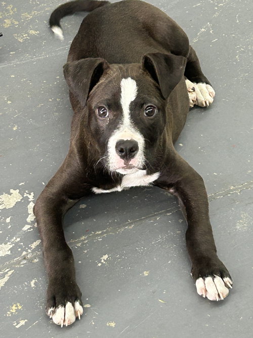 Pongo, an adoptable American Pit Bull Terrier in Hillsboro, MO