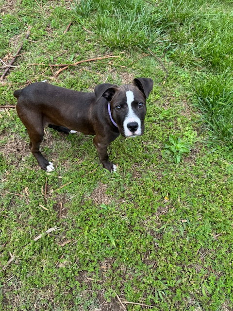 Pongo, an adoptable American Pit Bull Terrier in Hillsboro, MO