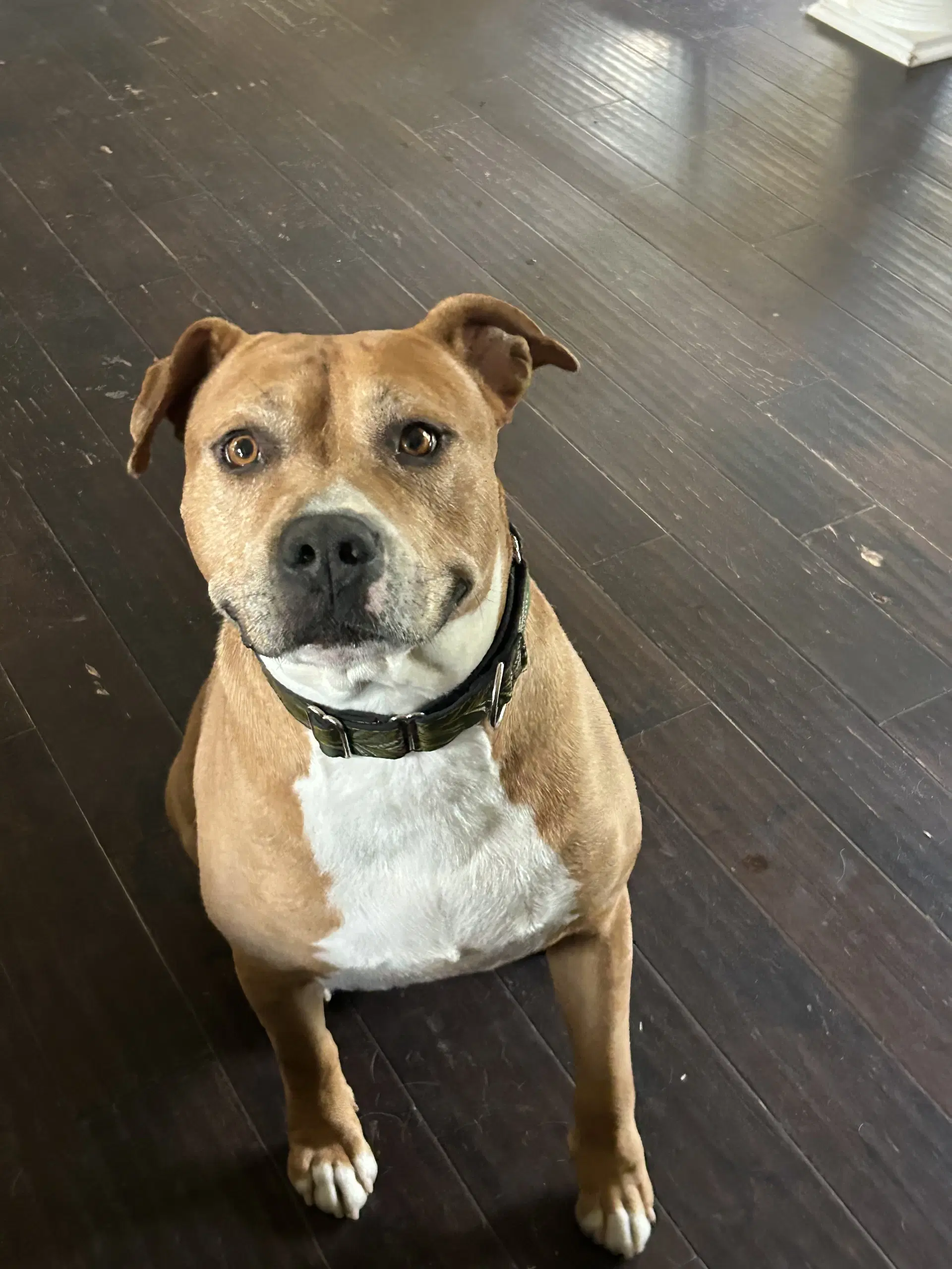 Tank - American Pit Bull Terrier