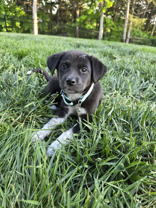 Ethel, an adoptable Labrador Retriever in Hillsboro, MO