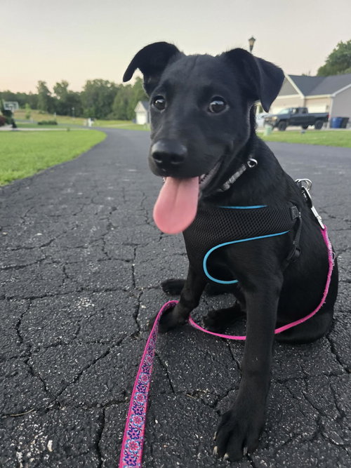 Lucy, an adoptable Labrador Retriever in Hillsboro, MO