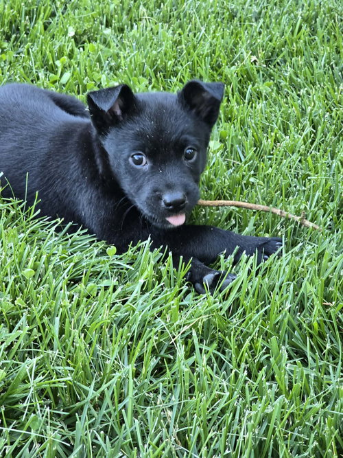 Fred, an adoptable Labrador Retriever in Hillsboro, MO