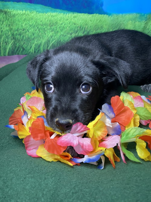 Luca, an adoptable Labrador Retriever in Hillsboro, MO