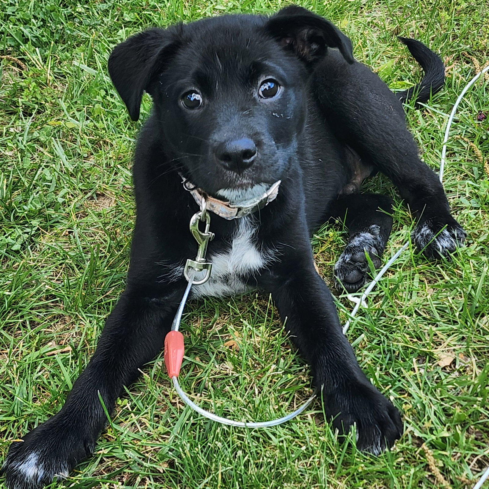 Luca