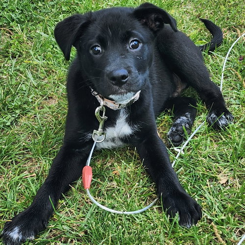 Luca, an adoptable Labrador Retriever in Hillsboro, MO