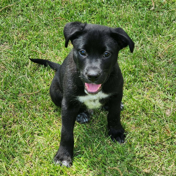 Luca