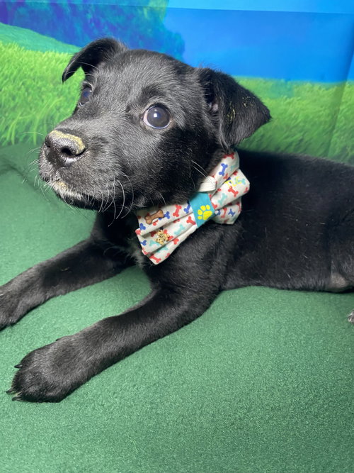 Ajax, an adoptable Labrador Retriever in Hillsboro, MO