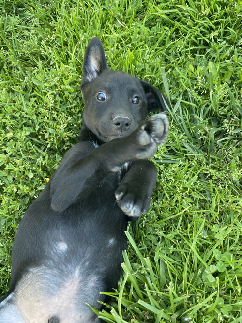 Ajax, an adoptable Labrador Retriever in Hillsboro, MO