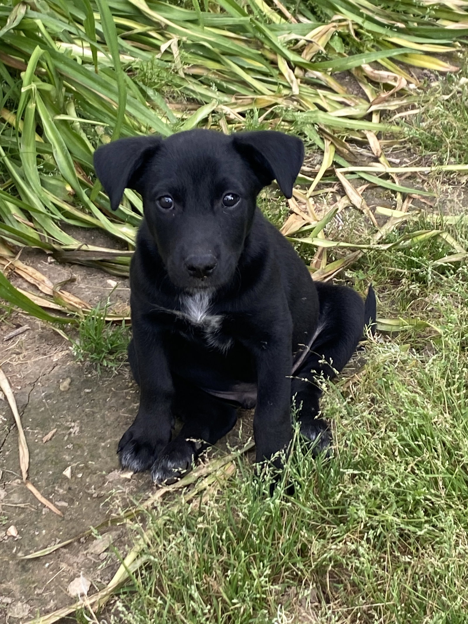 Ajax