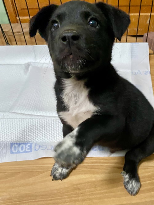 Knox, an adoptable Labrador Retriever in Hillsboro, MO