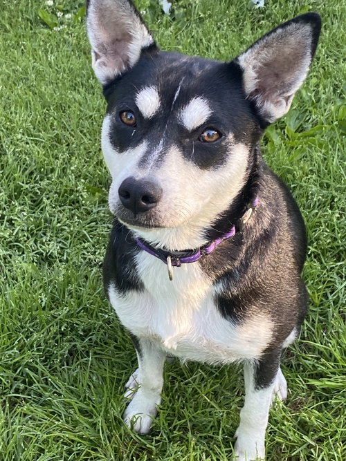 Gypsy, an adoptable Husky in Hillsboro, MO
