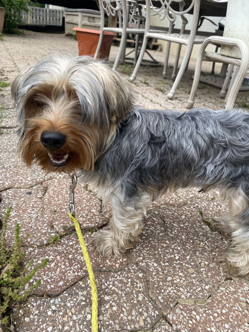 Winston, an adoptable Yorkshire Terrier Yorkie in Hillsboro, MO