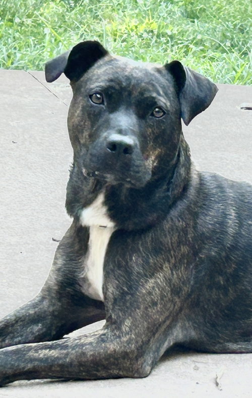 Brinley aka Benny, an adoptable Pit Bull Terrier in Hillsboro, MO