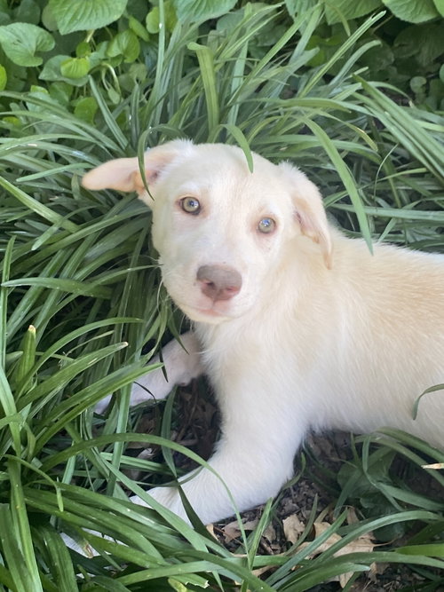 Sven, an adoptable Labrador Retriever in Hillsboro, MO